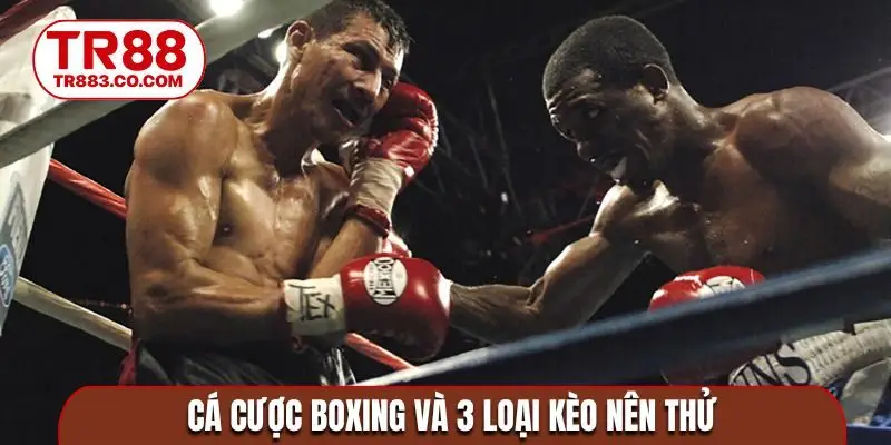 Cá cược Boxing và 3 loại kèo nên thử