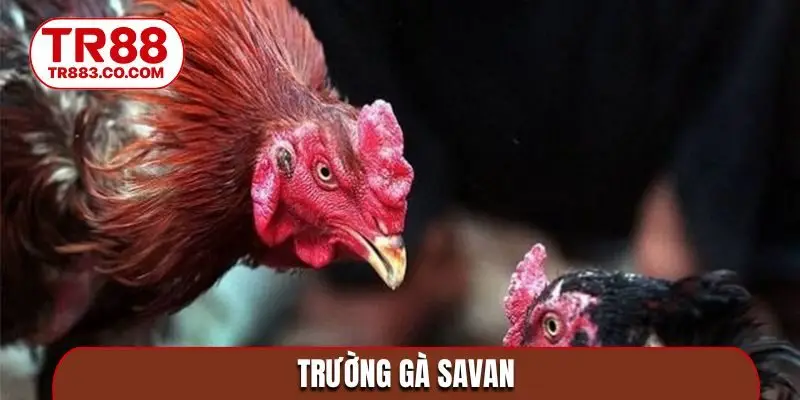 Trường Gà Savan